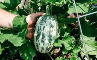 The heat-loving courgette is at home on the sun-exposed roof. © Avling Courgette